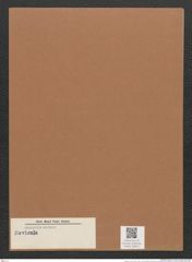 Navicula sp. (de-Toni-Nr.: Genus 1) Zeichnungen Sammlung Grunow Mappe 00637 (Herbarium_W_Grunow_drawings_Folder_00637)